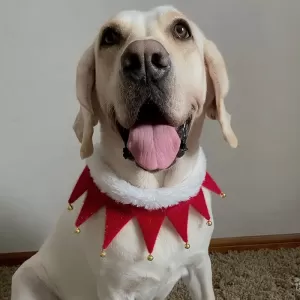Bufanda Navideña para Gatos: Accesorio Festivo y Cálido para tu Mascota