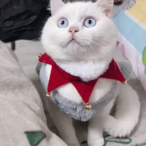 Bufanda Navideña para Gatos: Accesorio Festivo y Cálido para tu Mascota